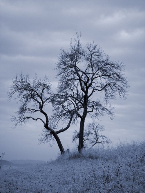 winter_trees_stock_03_by_MyStock4U